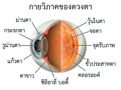 กายวิภาคของดวงตา